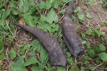 Reserved for Sammy - Goat Horns - Pair