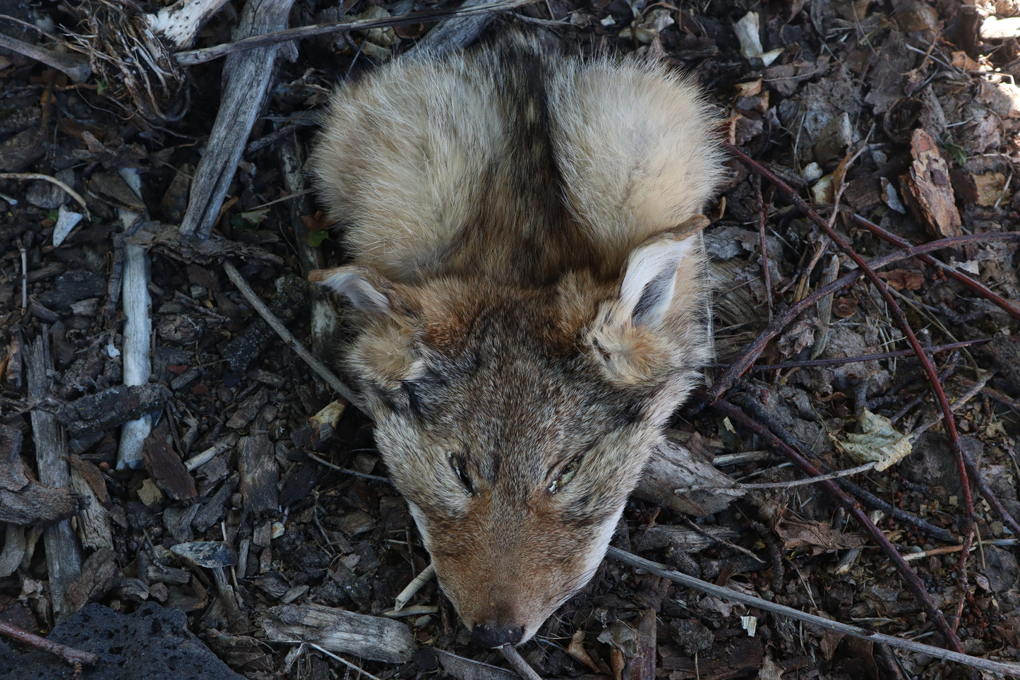 Reserved for Shayne - Soft Tanned Craft Coyote Face