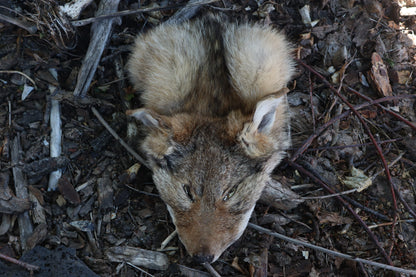 Reserved for Shayne - Soft Tanned Craft Coyote Face