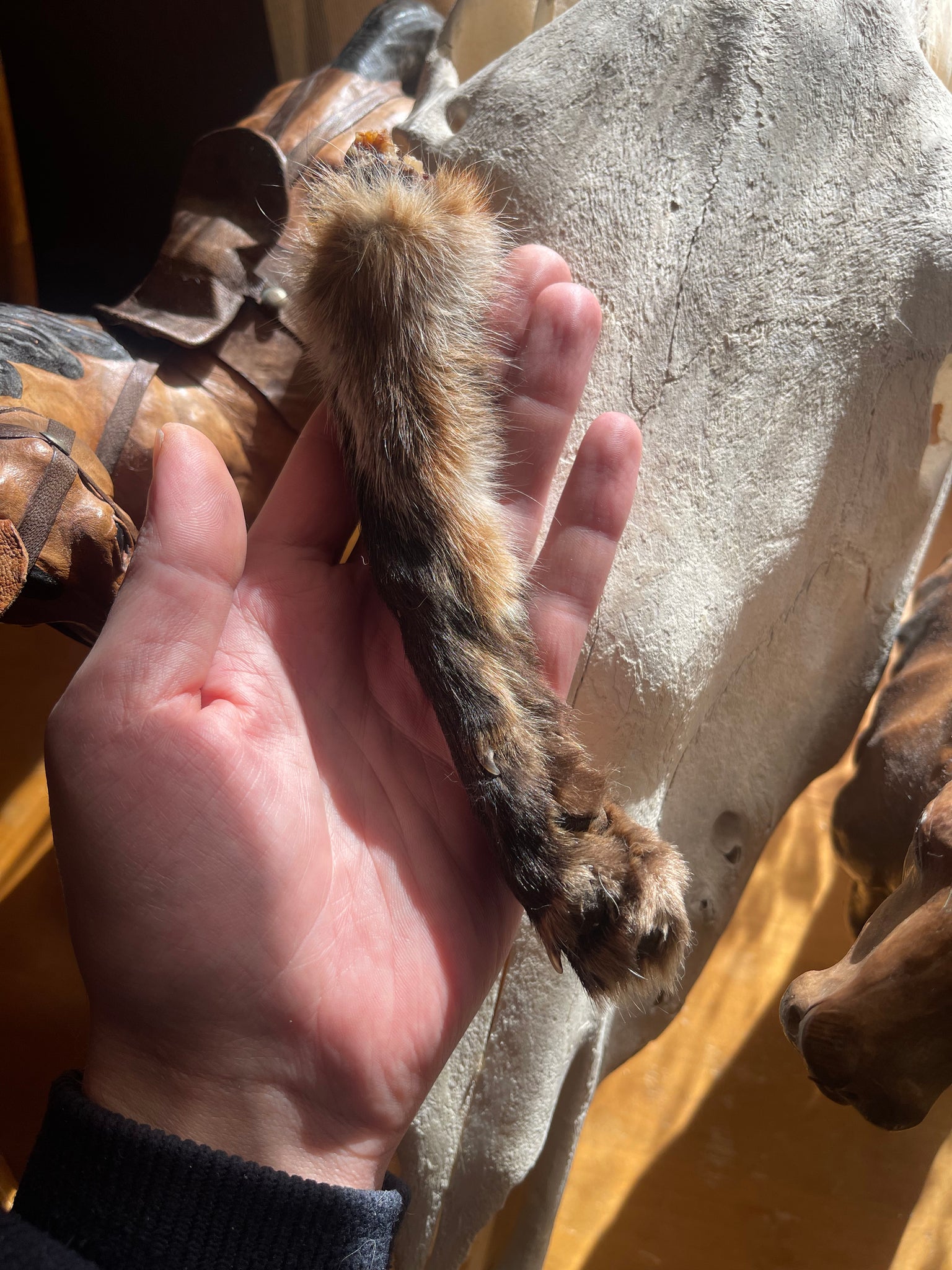 Reserved for Shayne - Dry Preserved Red Fox Arm