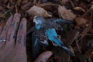 Reserved for HQO - Dry Preserved Parakeet