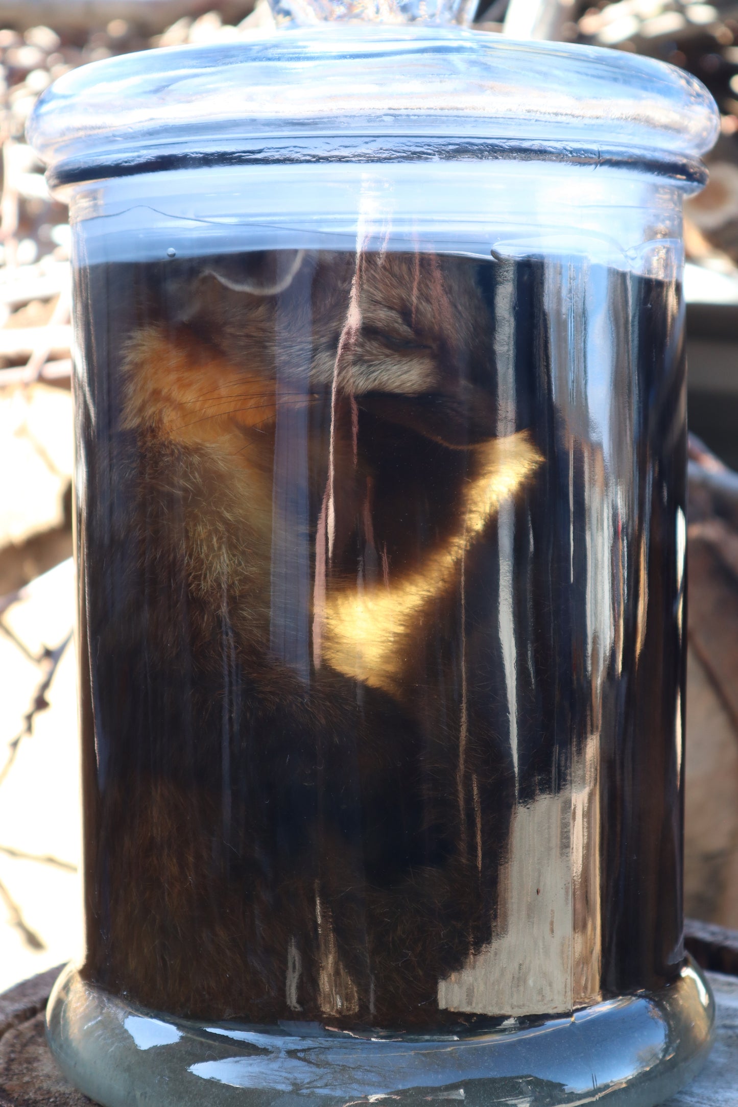Reserved for Devyn - Pine Marten Wet Specimen