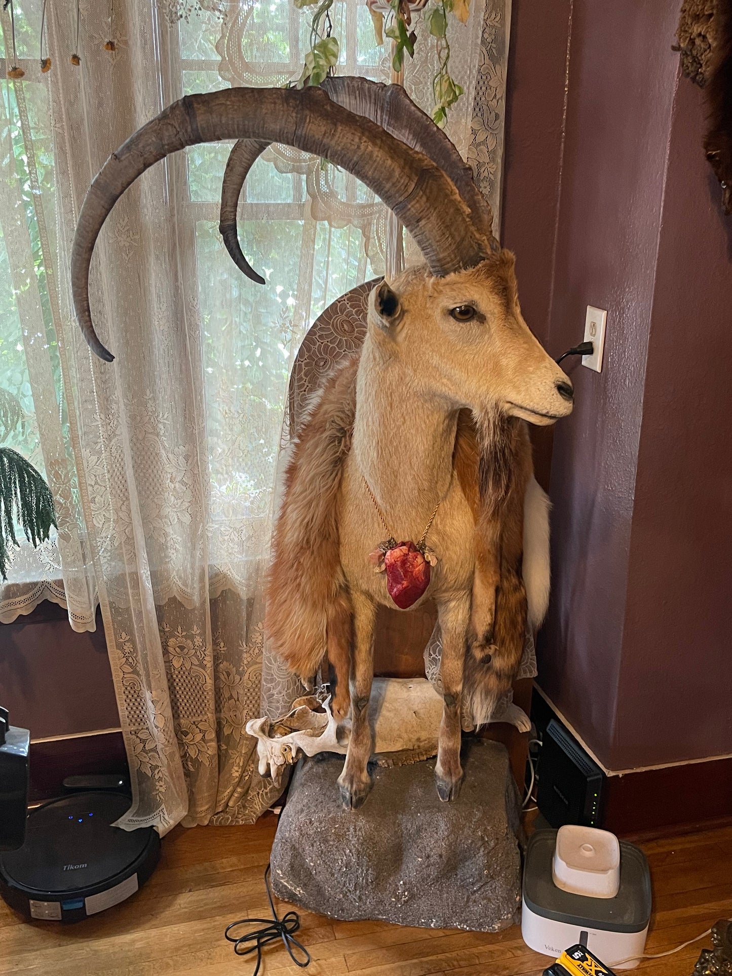 Reserved for Brynn - Taxidermy Ibex