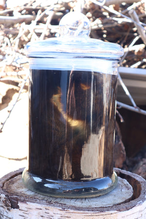 Reserved for Devyn - Pine Marten Wet Specimen