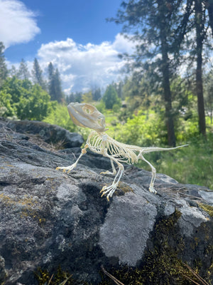 Articulated Bearded Dragon Skeleton