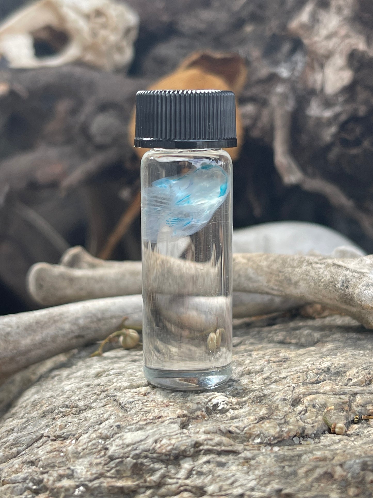 Diaphonized Fetal Mouse