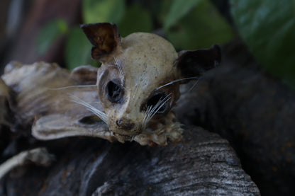 Reserved for Chelsea - Mummified Kitten Refurbish