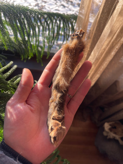 Reserved for Zia - Dry Preserved Red Fox Arm