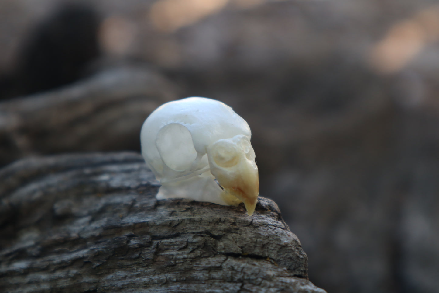 Reserved for Jessica - Parakeet Skull and Dry Preserved Parakeet Wings
