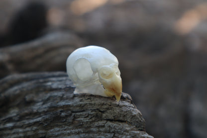 Reserved for Jessica - Parakeet Skull and Dry Preserved Parakeet Wings