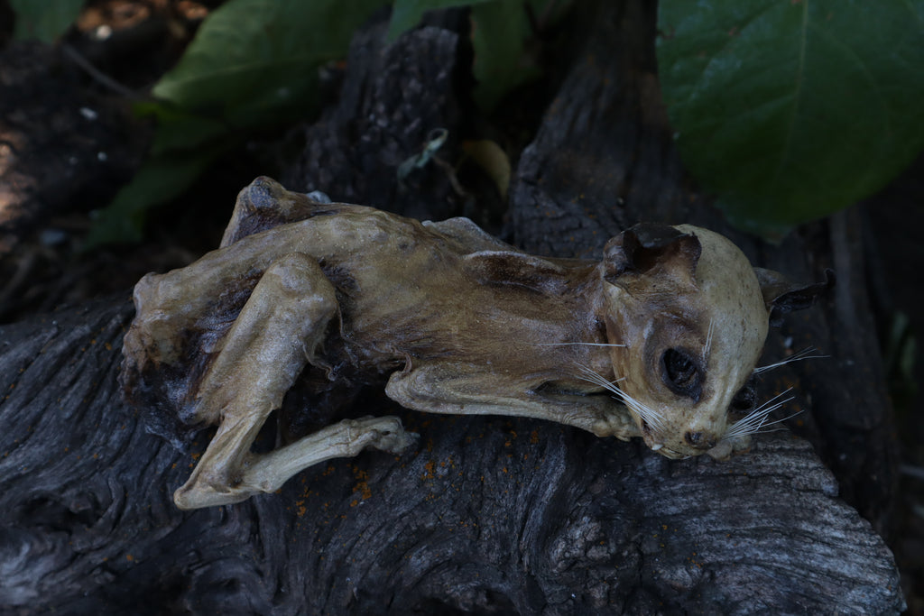 Reserved for Chelsea - Mummified Kitten Refurbish