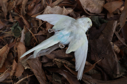 Reserved for HQO - Dry Preserved Parakeet