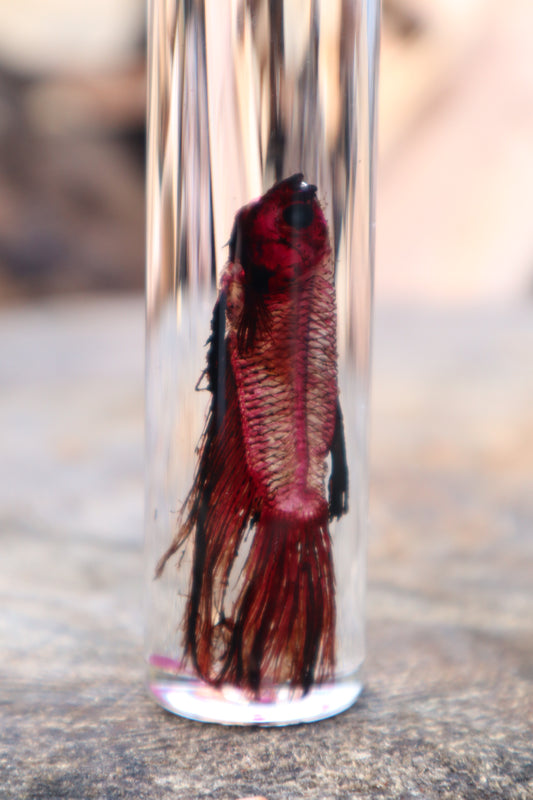 Diaphonized Black Betta Fish