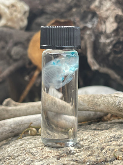 Diaphonized Fetal Mouse