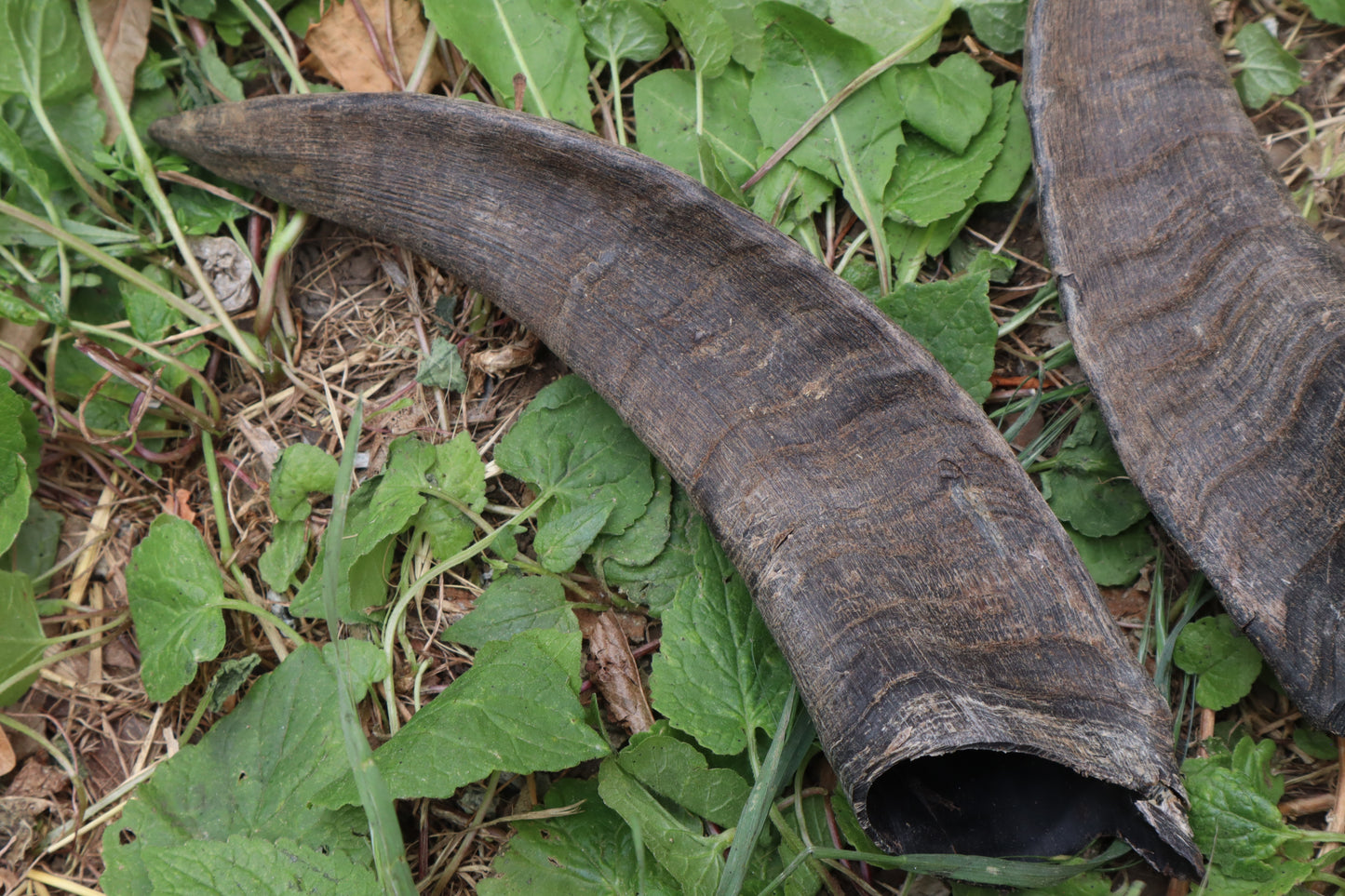 Reserved for Sammy - Goat Horns - Pair