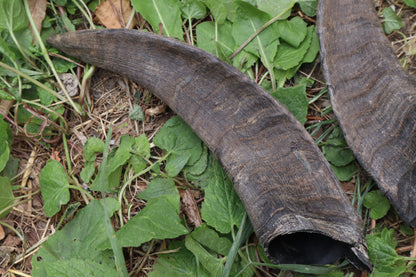 Reserved for Sammy - Goat Horns - Pair