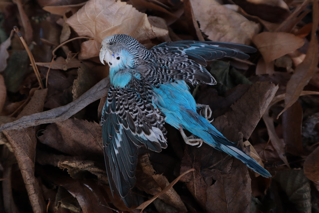 Reserved for HQO - Dry Preserved Parakeet