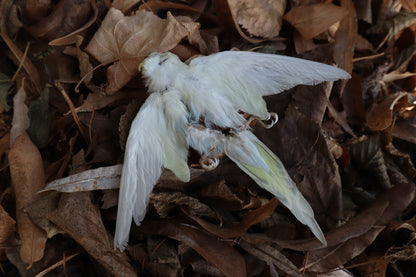 Reserved for HQO - Dry Preserved Parakeet