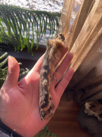 Reserved for Zia - Dry Preserved Red Fox Arm