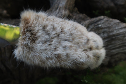 Bobcat Paw Knife with Leather Sheath