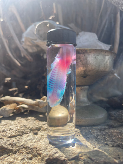 Diaphonized Fetal Skunk