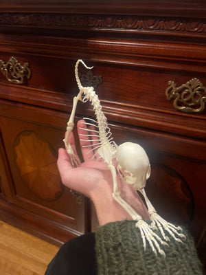 Reserved for Megan - Articulated Kitten Skeleton