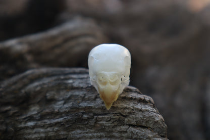 Reserved for Jessica - Parakeet Skull and Dry Preserved Parakeet Wings