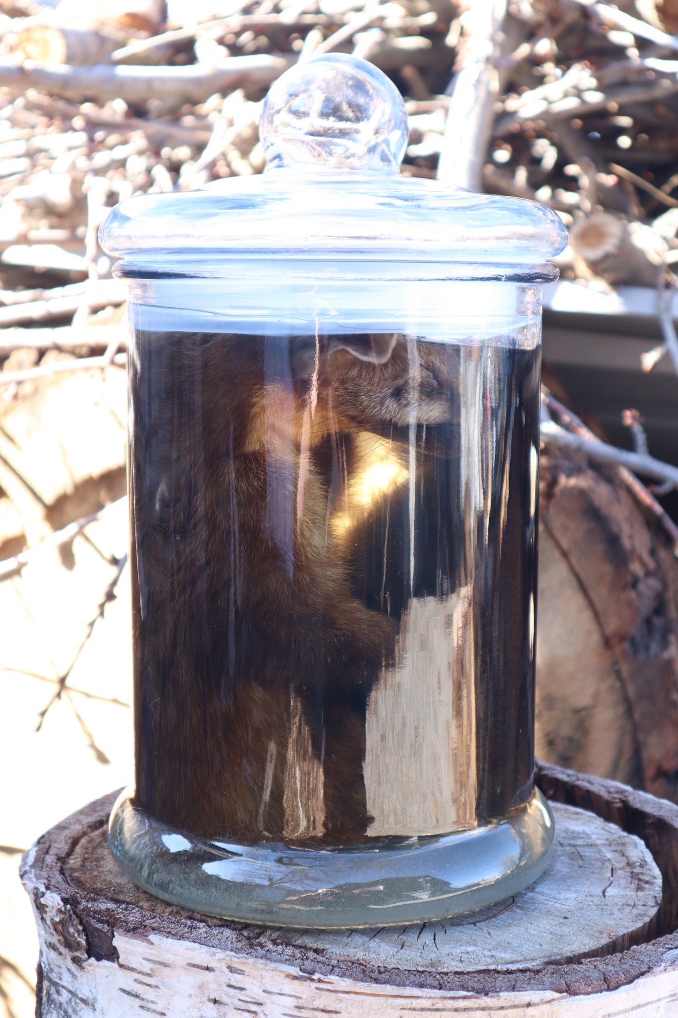 Reserved for Devyn - Pine Marten Wet Specimen