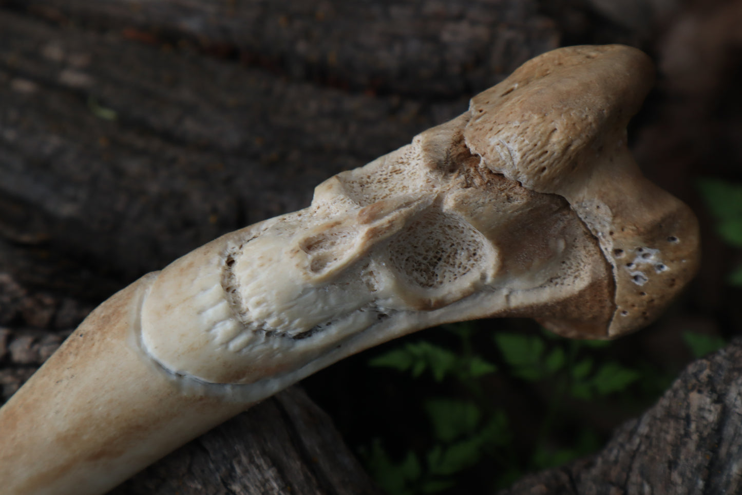 Reserved for Brandon - German Shepherd Bone Skull Knife