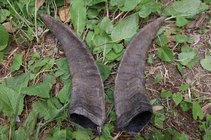 Reserved for Sammy - Goat Horns - Pair