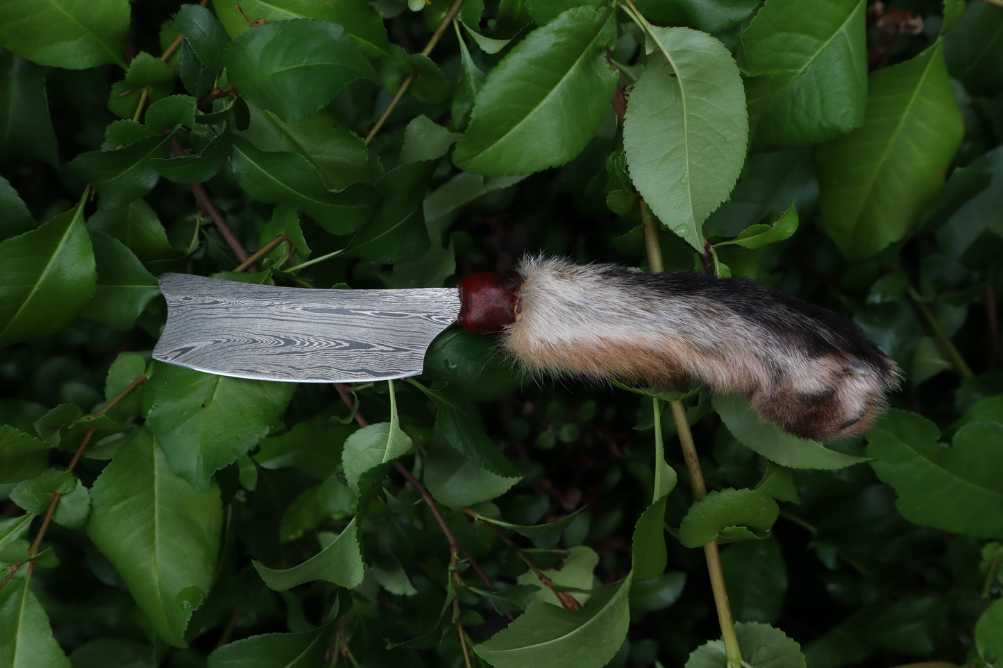 Reserved for D.C. - Damascus Red Fox Paw Cleaver