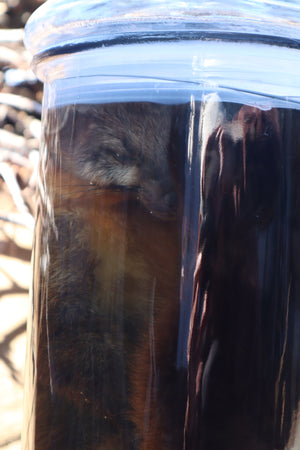 Reserved for Devyn - Pine Marten Wet Specimen
