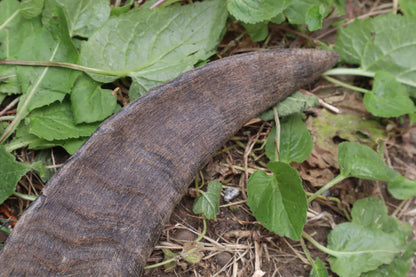 Reserved for Sammy - Goat Horns - Pair
