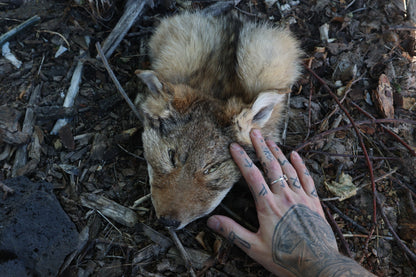 Reserved for Shayne - Soft Tanned Craft Coyote Face