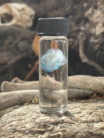 Diaphonized Fetal Mouse