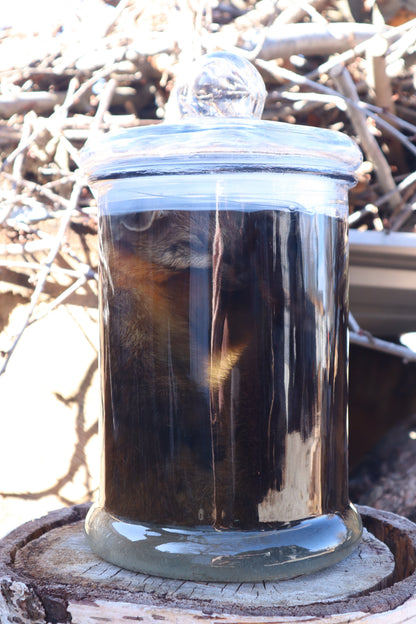 Reserved for Devyn - Pine Marten Wet Specimen
