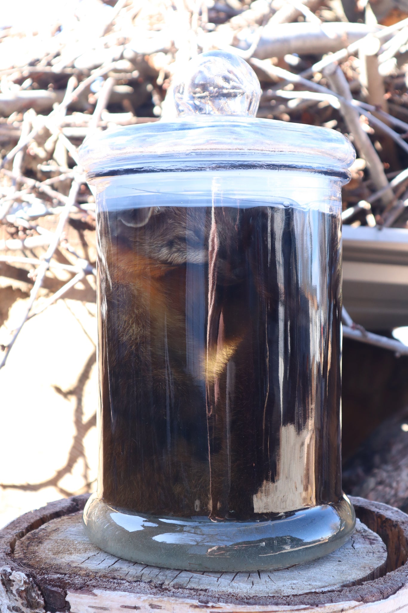 Reserved for Devyn - Pine Marten Wet Specimen