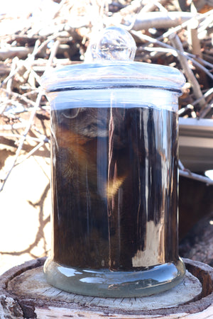 Reserved for Devyn - Pine Marten Wet Specimen
