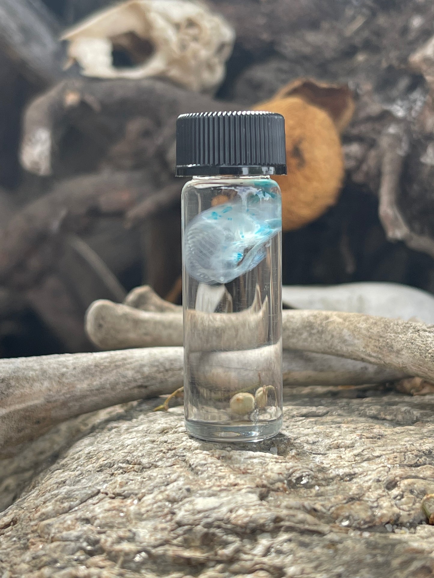 Diaphonized Fetal Mouse