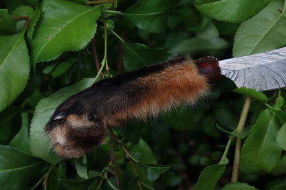 Reserved for D.C. - Damascus Red Fox Paw Cleaver