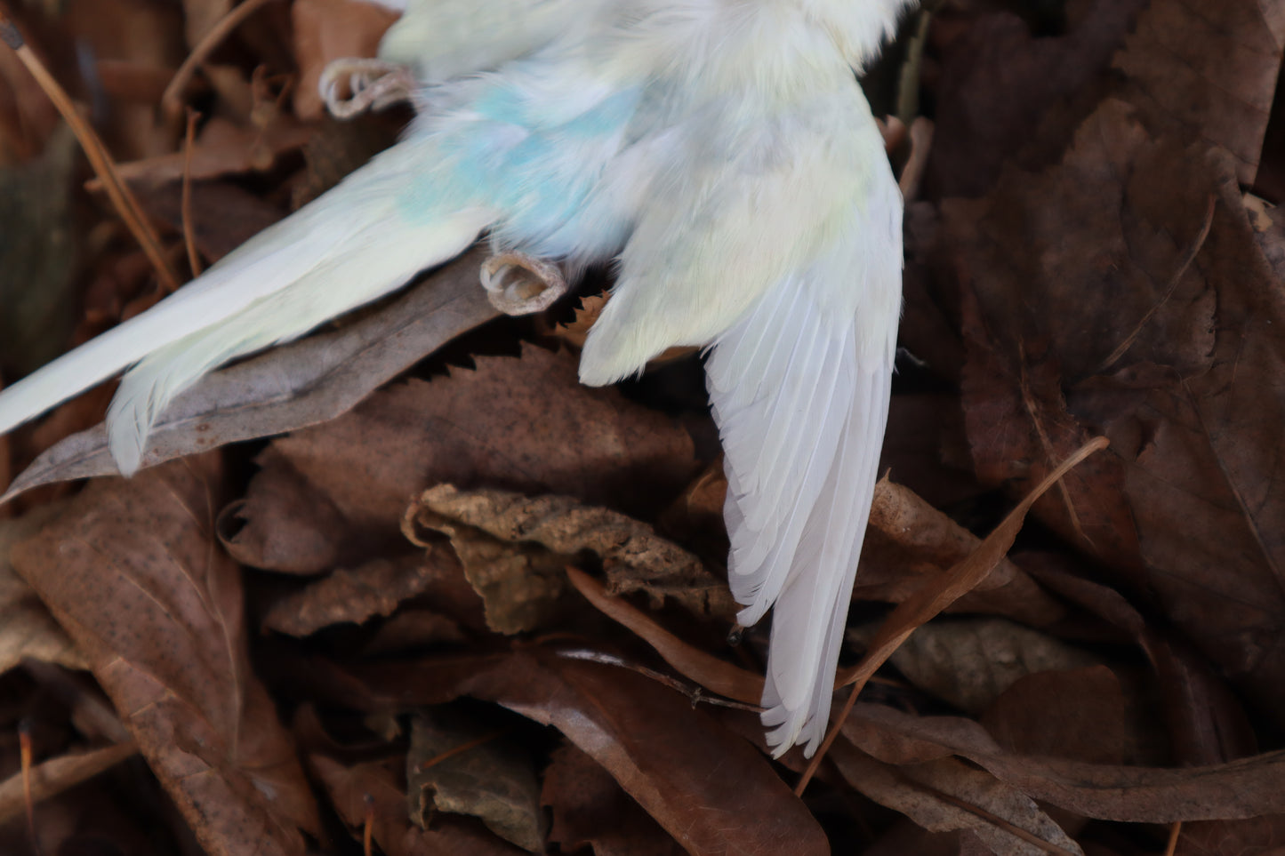 Reserved for HQO - Dry Preserved Parakeet