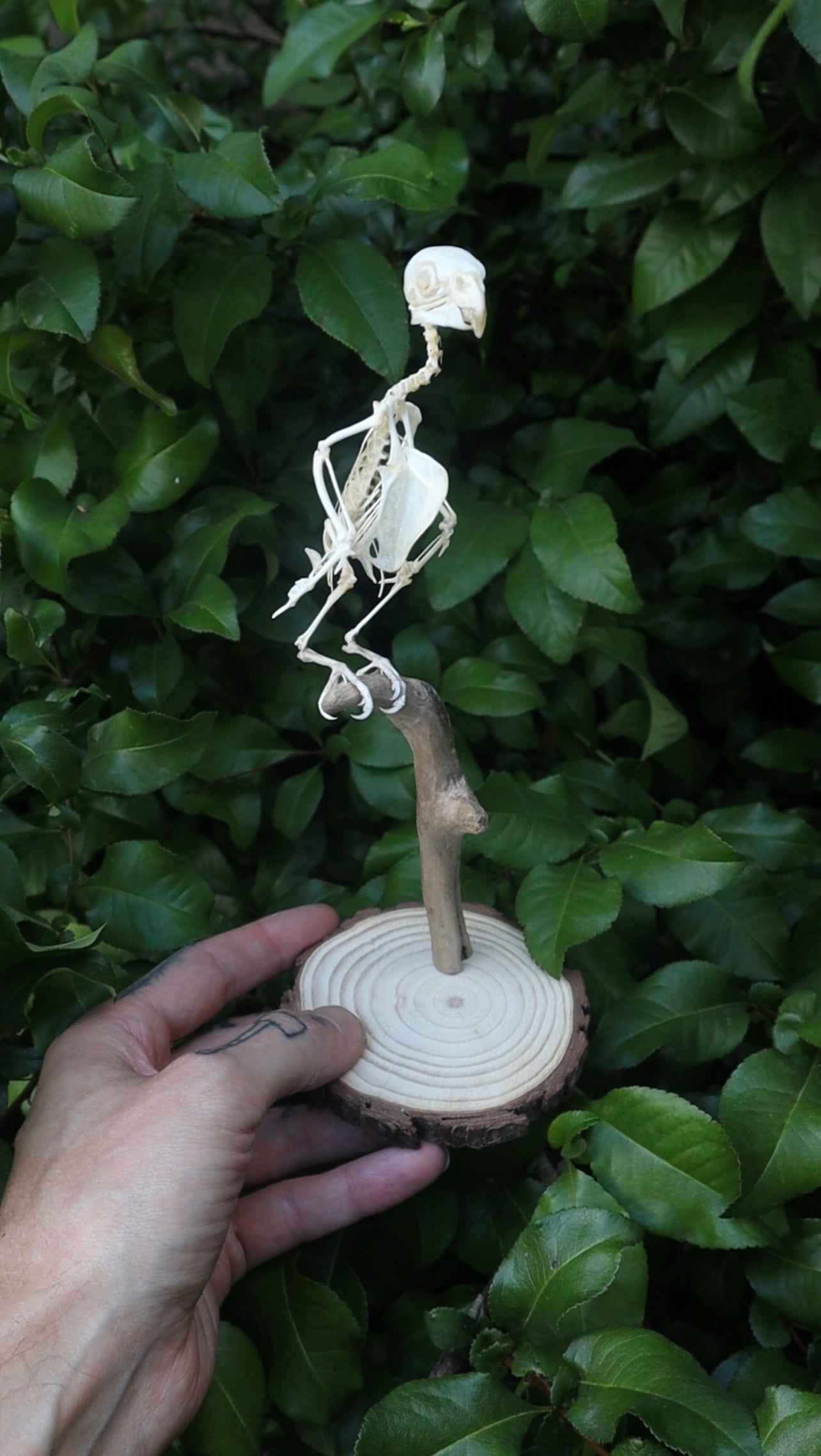 Reserved for Cora - Articulated Parakeet Skeleton with Sclerotic Lenses
