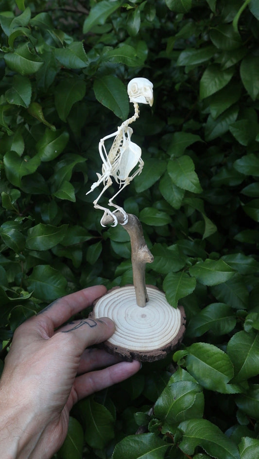 Reserved for Cora - Articulated Parakeet Skeleton with Sclerotic Lenses