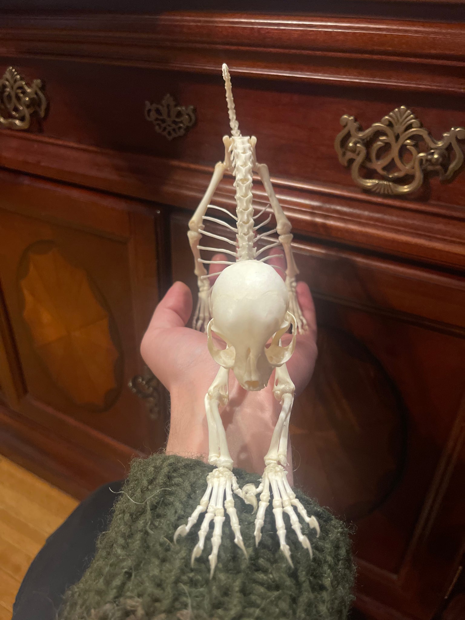 Reserved for Megan - Articulated Kitten Skeleton