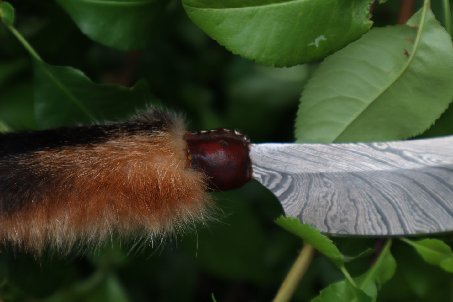 Reserved for D.C. - Damascus Red Fox Paw Cleaver