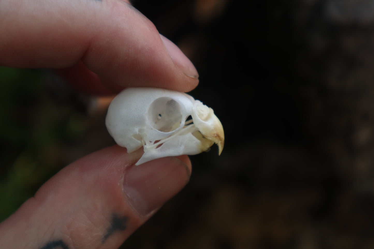 Reserved for Jessica - Parakeet Skull and Dry Preserved Parakeet Wings