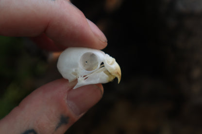Reserved for Jessica - Parakeet Skull and Dry Preserved Parakeet Wings