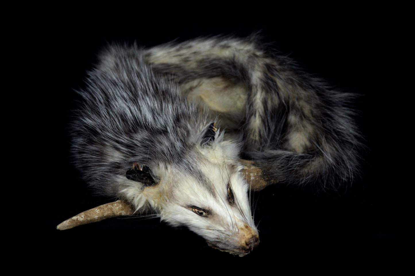 Reserved for Zia - Opossum Wall Hanger