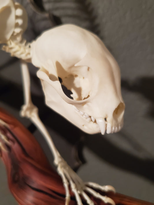 Kinkajou Articulation