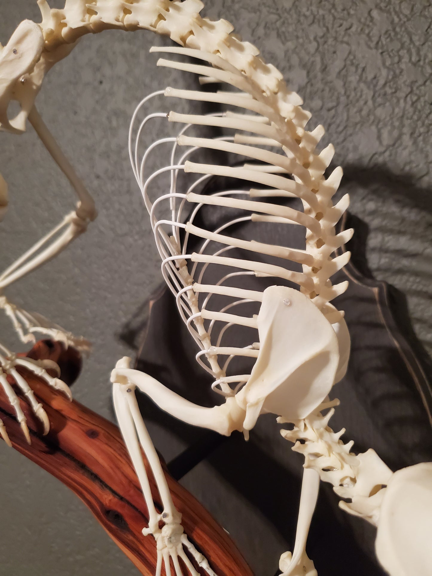 Kinkajou Articulation